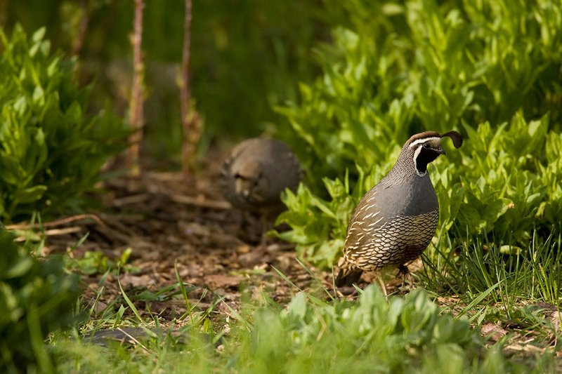 ©TC-California Quail-D00771-01719.jpg :: Male California Quail with female feeding in a low brush area