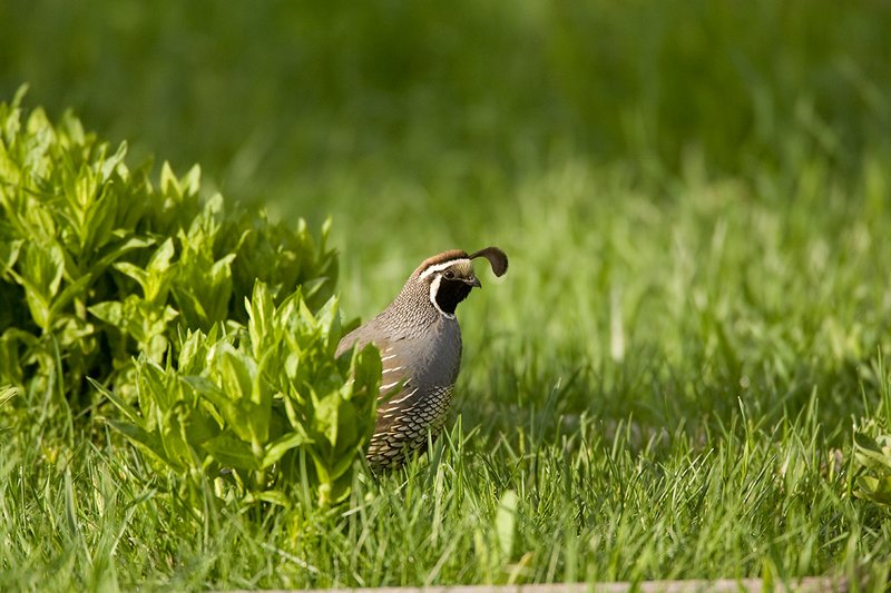©TC-California Quail-D00771-01722.jpg :: Male California Quail in grassy meadow early summer