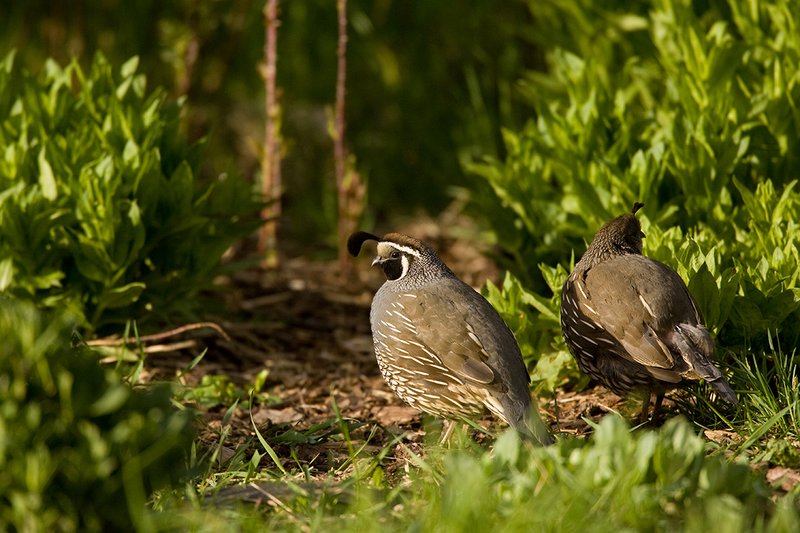 ©TC-California Quail-D00771-01725.jpg :: Male California Quail with female feeding in a low brush area