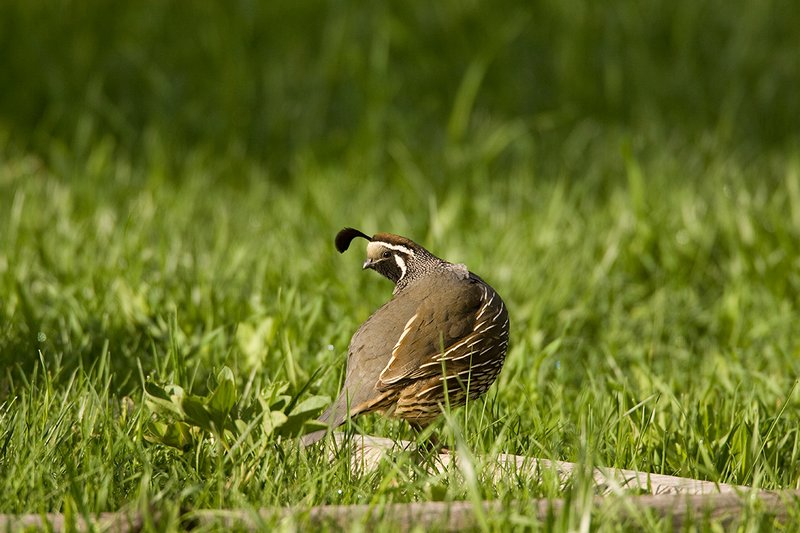 ©TC-California Quail-D00771-01728.jpg :: Male California Quail in grassy meadow early summer