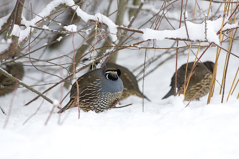 ©TC-California Quail-Snow-D00772-00001.jpg :: California Quail Male at edge of cover fluffed up to improve insulation from cold and snow