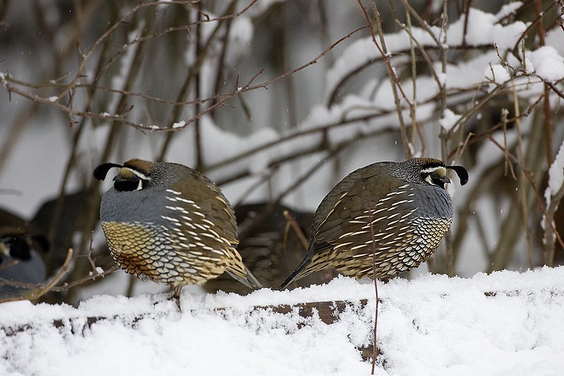 ©TC-California Quail-Snow-D00772-00008.jpg :: California Quail Male at edge of cover fluffed up to improve insulation from cold and snow