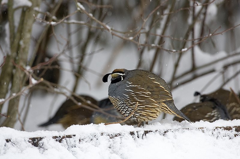 ©TC-California Quail-Snow-D00772-00012.jpg :: California Quail Male at edge of cover fluffed up to improve insulation from cold and snow