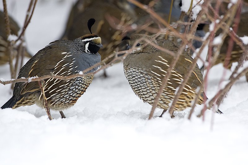 ©TC-California Quail-Snow-D00772-00018.jpg :: California Quail Male at edge of cover fluffed up to improve insulation from cold and snow