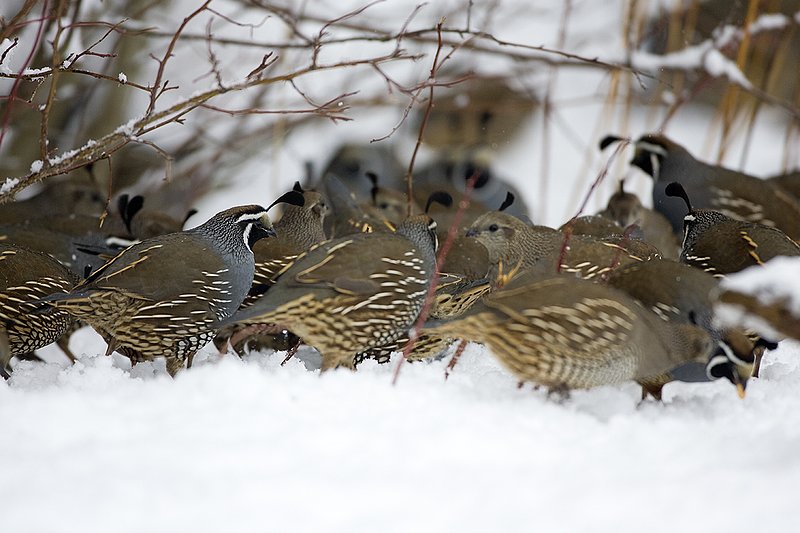 ©TC-California Quail-Snow-D00772-00021.jpg :: California Quail feeding in snow at edge of cover