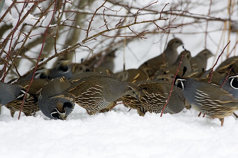 ©TC-California Quail-Snow-D00772-00023.jpg :: California Quail feeding in snow at edge of cover