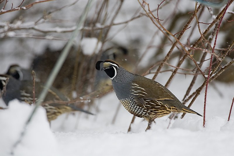©TC-California Quail-Snow-D00772-00026.jpg :: Male California Quail moves through the edge of cover in deep snow, other quail in the background