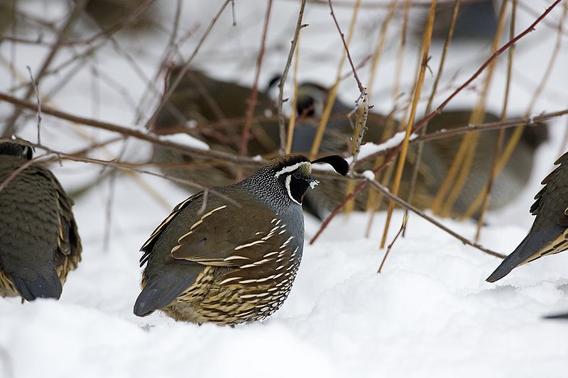 ©TC-California Quail-Snow-D00772-00027.jpg :: Male California Quail standing at edge of cover in snow, with feathers puffed up to insulate himself from the cold/snow