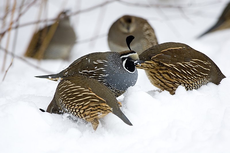 ©TC-California Quail-Snow-D00772-00032.jpg :: Male and Female California Quail scratching for food in the snow at edge of cover