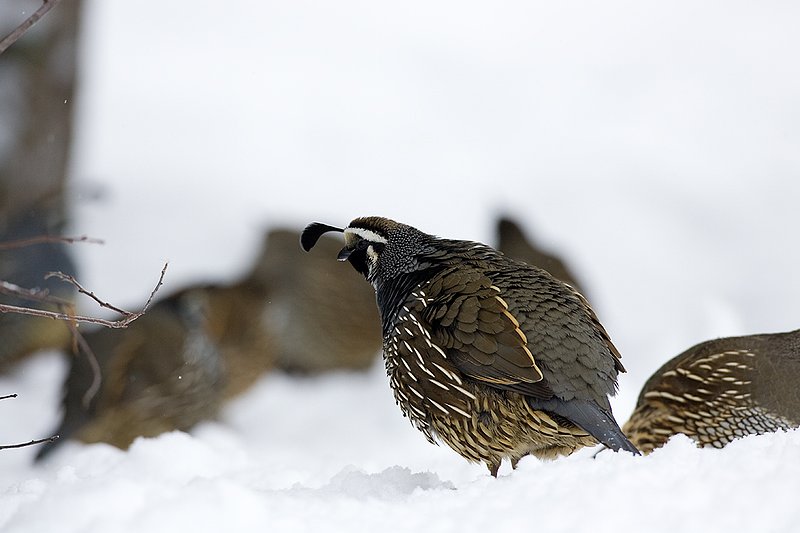 ©TC-California Quail-Snow-D00772-00033.jpg :: Male and Female California Quail scratching for food in the snow at edge of cover
