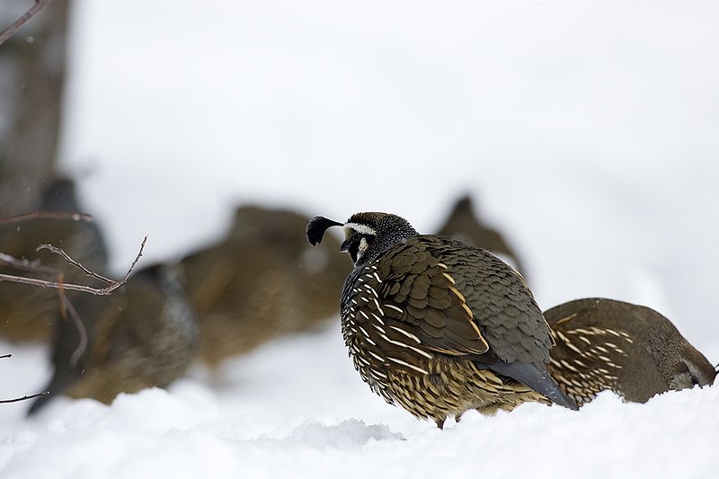 ©TC-California Quail-Snow-D00772-00034.jpg :: Male and Female California Quail scratching for food in the snow at edge of cover