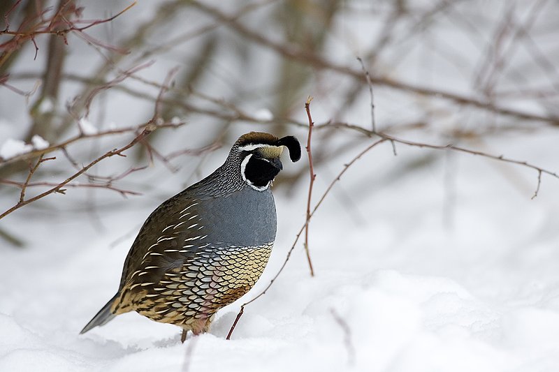 ©TC-California Quail-Snow-D00772-00038.jpg :: Male California Quail standing at edge of cover in snow, with feathers puffed up to insulate himself from the cold/snow