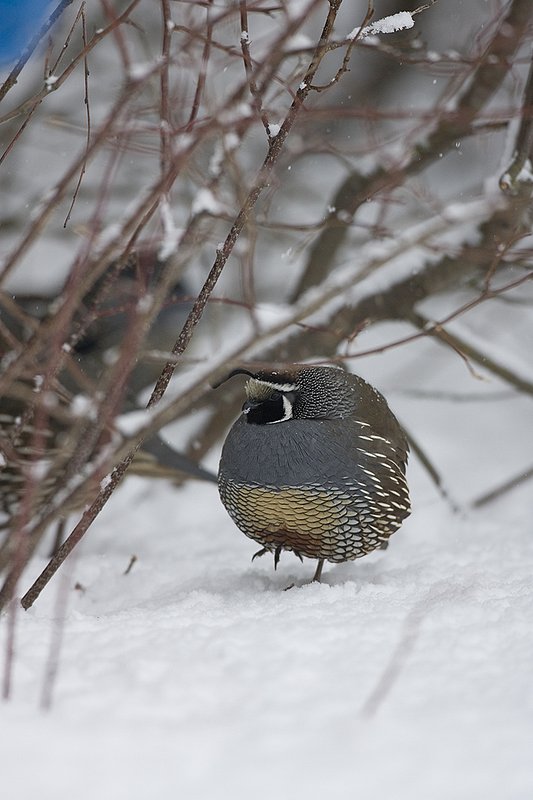 ©TC-California Quail-Snow-D00772-00047.jpg :: Male California Quail standing at edge of cover in snow, with feathers puffed up to insulate himself from the cold/snow