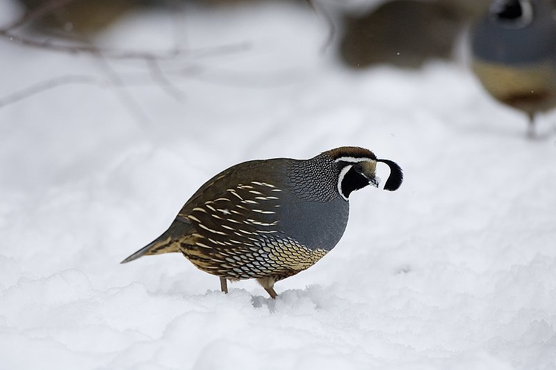 ©TC-California Quail-Snow-D00772-00050.jpg :: Male and Female California Quail scratching for food in the snow at edge of cover
