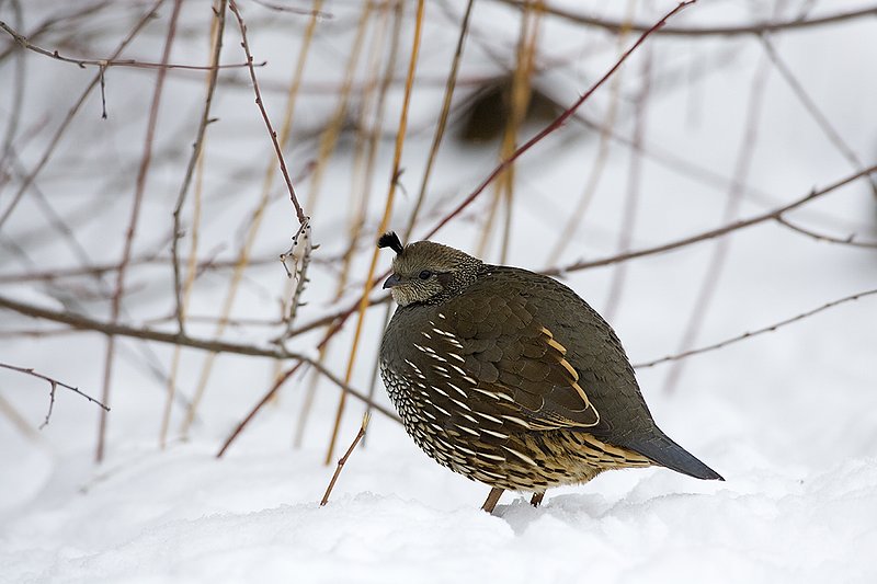 ©TC-California Quail-Snow-D00772-00051.jpg :: Female California Quail standing at edge of cover all fluffed up to increase insulation from the cold/snow
