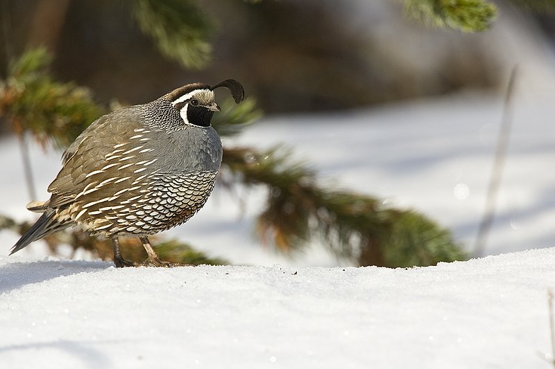 ©TC-California Quail-Snow-D00772-00156.jpg :: Male California Quail standing on snowbank