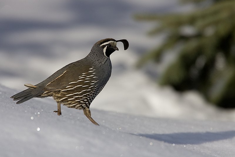 ©TC-California Quail-Snow-D00772-00160.jpg