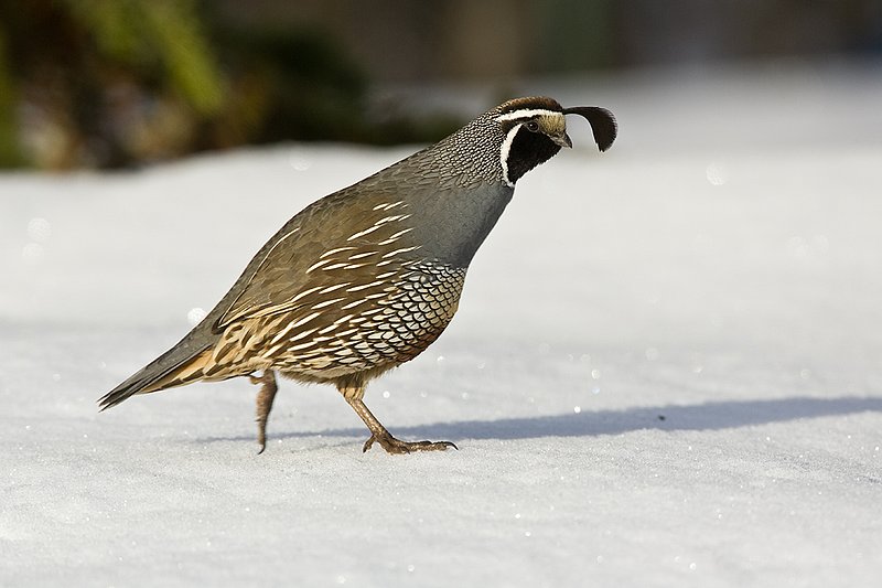 ©TC-California Quail-Snow-D00772-00162.jpg :: Male California Quail standing on snowbank