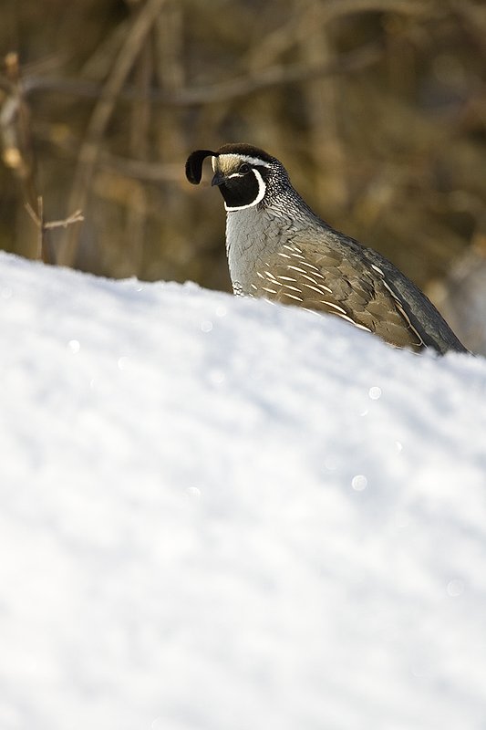 ©TC-California Quail-Snow-D00772-00165.jpg :: Male California Quail standing on snowbank