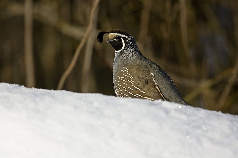 ©TC-California Quail-Snow-D00772-00168.jpg :: Male California Quail standing on snowbank