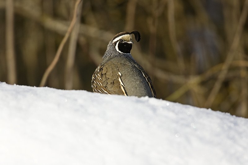 ©TC-California Quail-Snow-D00772-00171.jpg :: Male California Quail standing on snowbank