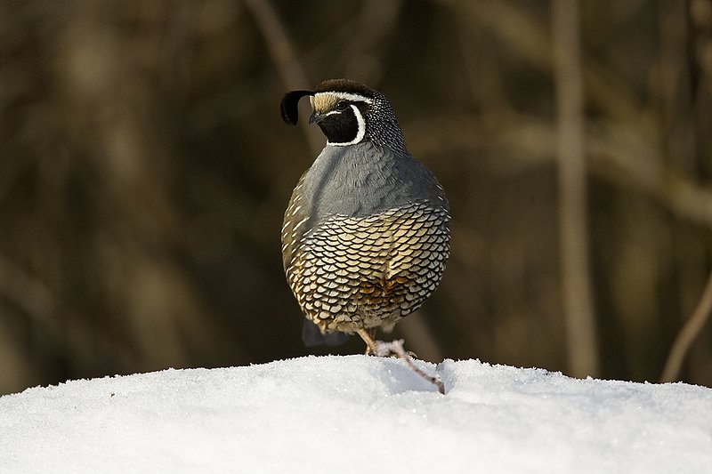 ©TC-California Quail-Snow-D00772-00174.jpg :: Male California Quail standing on snowbank