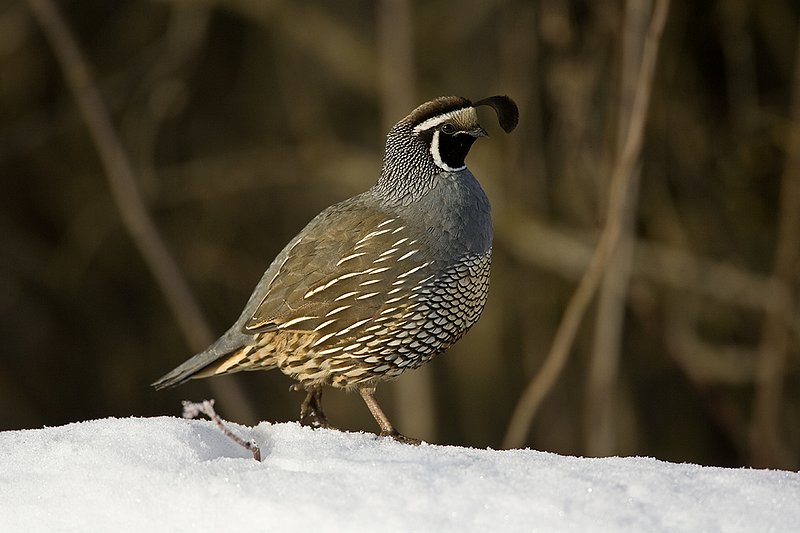 ©TC-California Quail-Snow-D00772-00176.jpg :: Male California Quail standing on snowbank