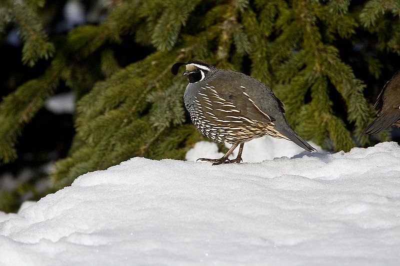 ©TC-California Quail-Snow-D00772-00179.jpg :: Male California Quail standing on snowbank in front of fir tree