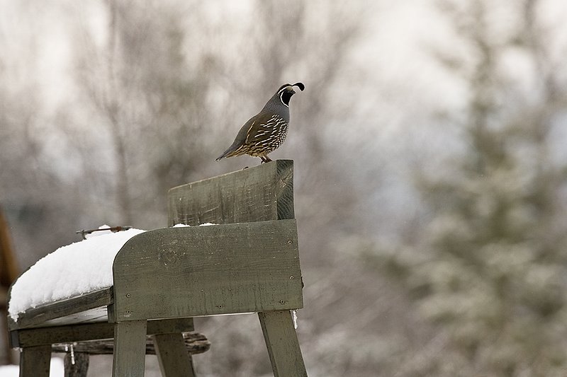 ©TC-California Quail-Snow-D00772-00183.jpg :: Male California Quail perched on back of the seat of an old horse drawn buggy