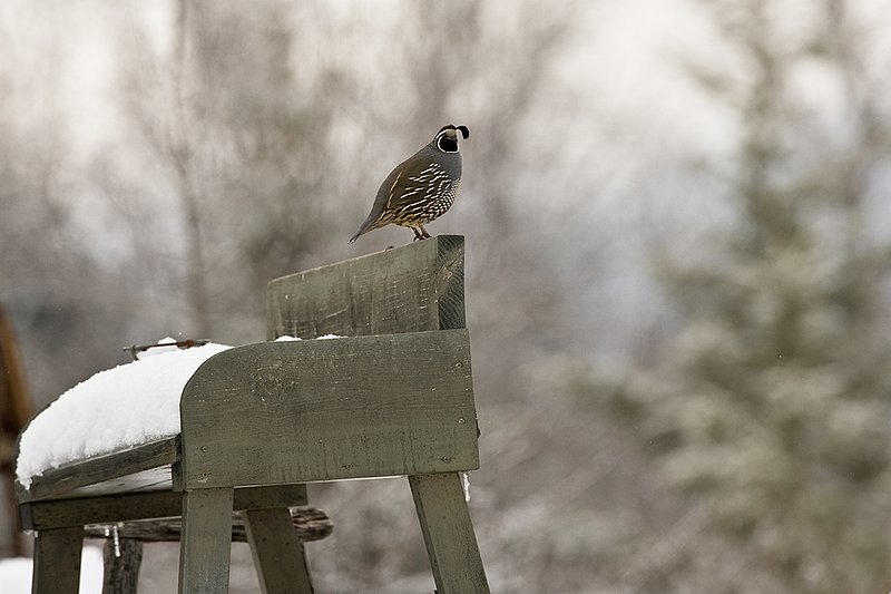 ©TC-California Quail-Snow-D00772-00188.jpg :: Male California Quail perched on back of the seat of an old horse drawn buggy