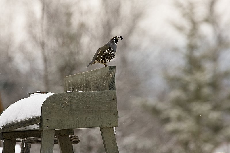 ©TC-California Quail-Snow-D00772-00192.jpg :: Male California Quail perched on back of the seat of an old horse drawn buggy
