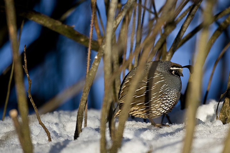 ©TC-California Quail-Snow-D00772-00201.jpg :: Male California Quail standing in sunshine in stand of brush all puffed up to keep warm in the cold weather