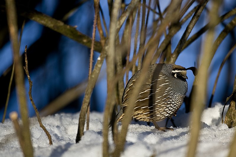 ©TC-California Quail-Snow-D00772-00204.jpg :: Male California Quail standing in sunshine in stand of brush all puffed up to keep warm in the cold weather