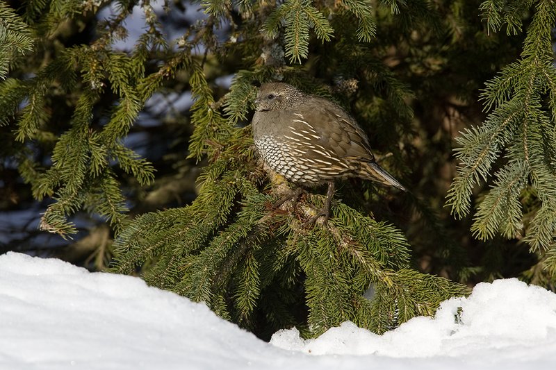 ©TC-California Quail-Snow-D00772-00207.jpg :: Female California Quail standing on boughs of fir tree to stay out of the snow