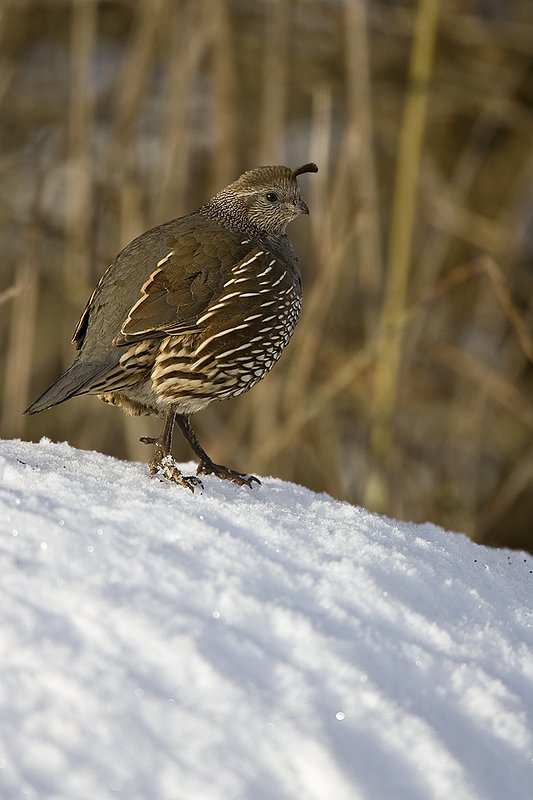 ©TC-California Quail-Snow-D00772-00209.jpg :: Female California Quail standing on snowbank