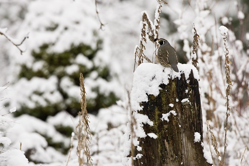 ©TC-California Quail-Snow-D00772-00210.jpg :: Male California Quail perched on stump of tree covered with snow