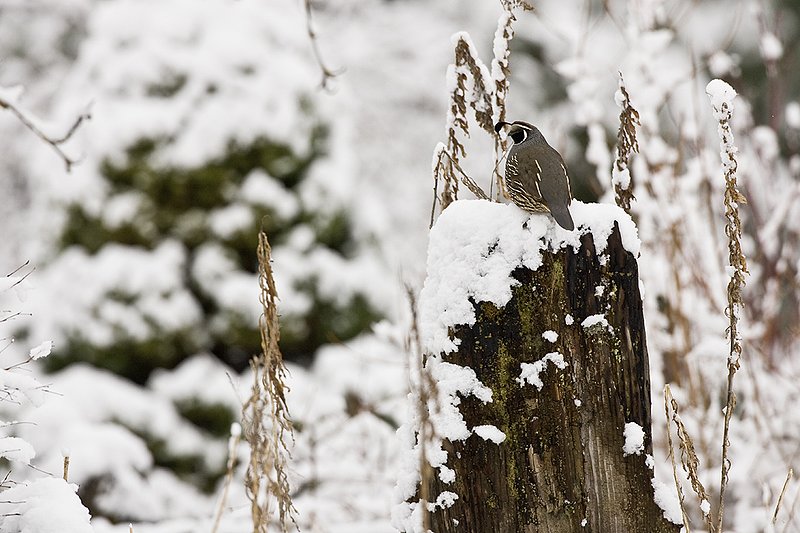 ©TC-California Quail-Snow-D00772-00212.jpg :: Male California Quail perched on stump of tree covered with snow