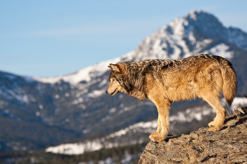 ©TC-Gray Wolf-D01105-00002.jpg :: Male Gray Wolf standing on the edge of a cliff looking into the valley below with a snow capped mountain backdrop