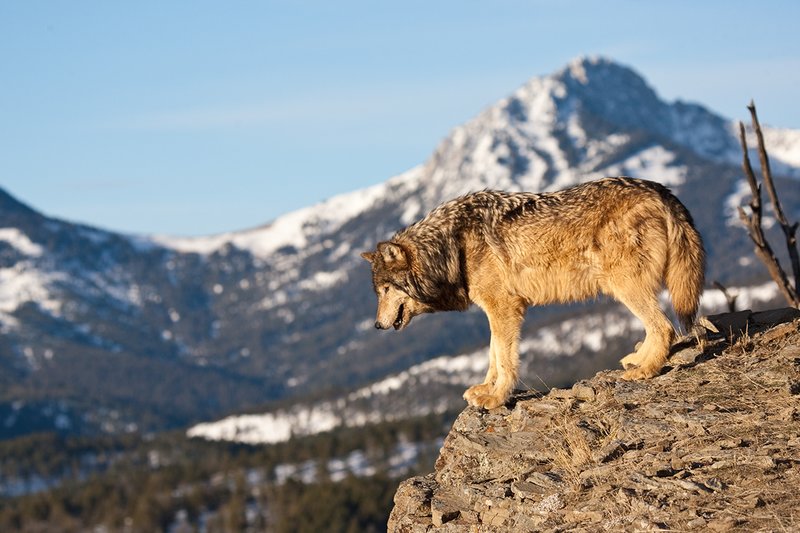 ©TC-Gray Wolf-D01105-00006.jpg :: Male Gray Wolf standing on the edge of a cliff looking into the valley below with a snow capped mountain backdrop