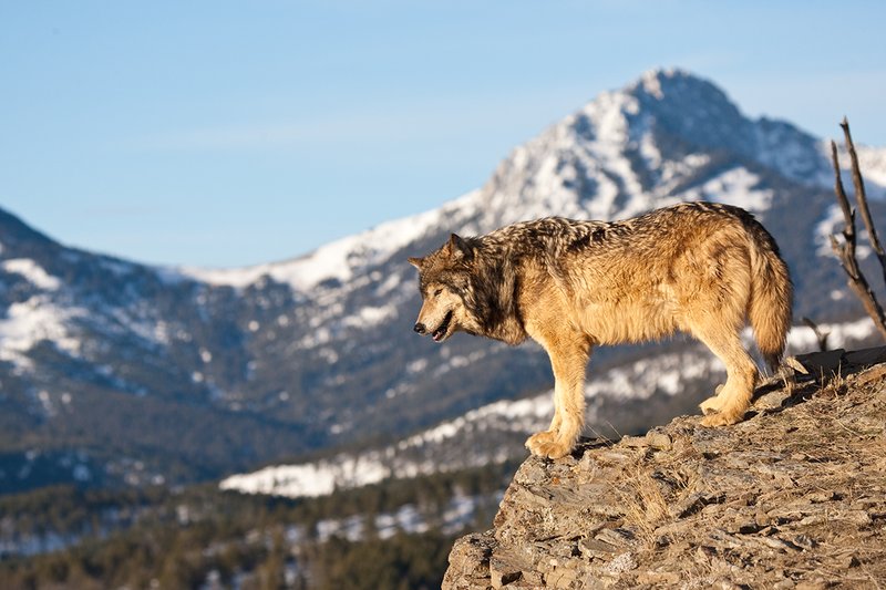 ©TC-Gray Wolf-D01105-00009.jpg :: Male Gray Wolf standing on the edge of a cliff looking into the valley below with a snow capped mountain backdrop