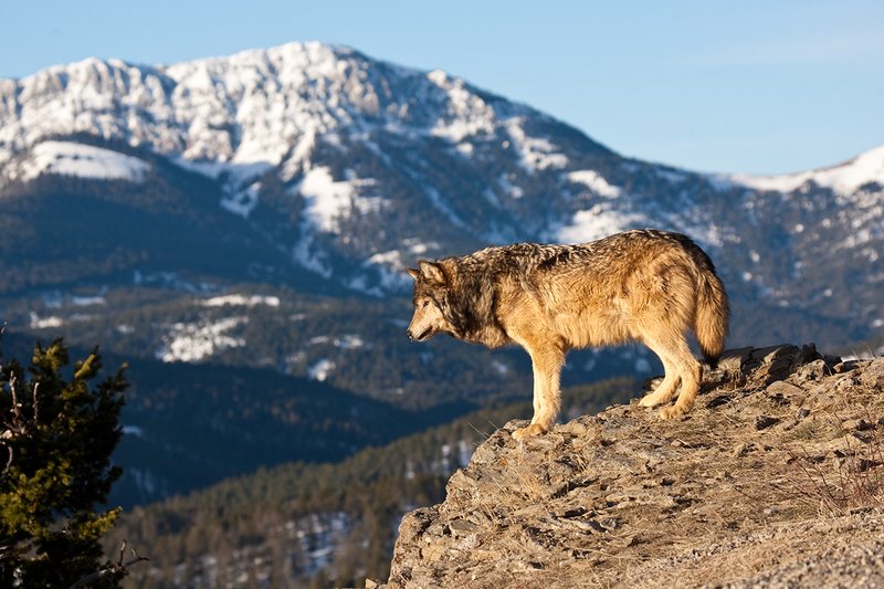 ©TC-Gray Wolf-D01105-00014.jpg :: Male Gray Wolf standing on the edge of a cliff looking into the valley below with a snow capped mountain backdrop