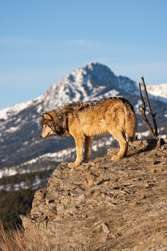 ©TC-Gray Wolf-D01105-00017.jpg :: Male Gray Wolf standing on the edge of a cliff looking into the valley below with a snow capped mountain backdrop