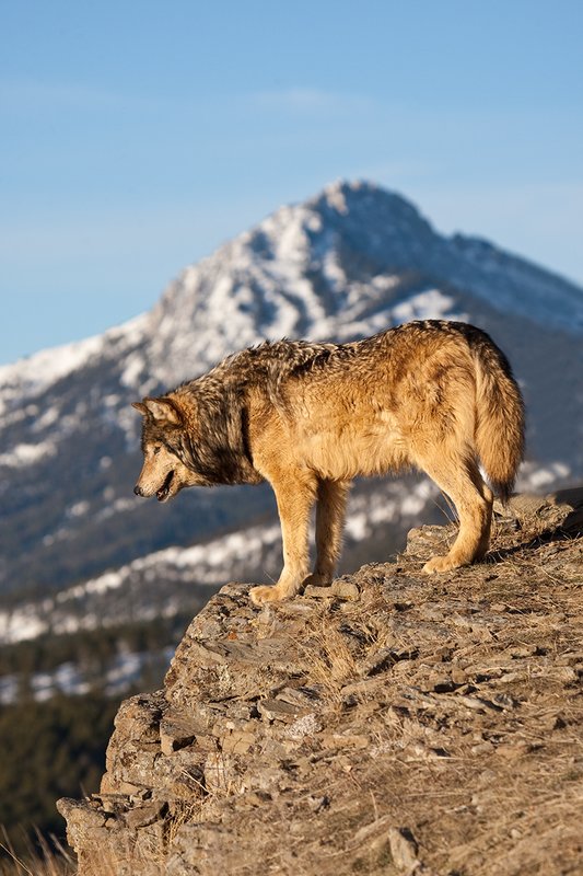 ©TC-Gray Wolf-D01105-00024.jpg :: Male Gray Wolf standing on the edge of a cliff looking into the valley below with a snow capped mountain backdrop