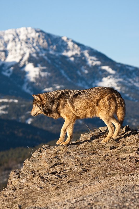©TC-Gray Wolf-D01105-00028.jpg :: Male Gray Wolf standing on the edge of a cliff looking into the valley below with a snow capped mountain backdrop