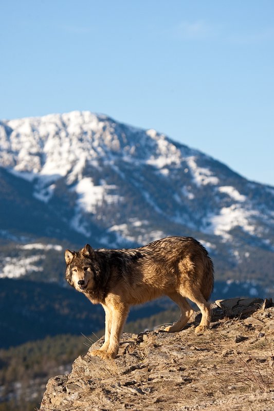 ©TC-Gray Wolf-D01105-00029.jpg :: Male Gray Wolf standing on the edge of a cliff looking into the valley below with a snow capped mountain backdrop