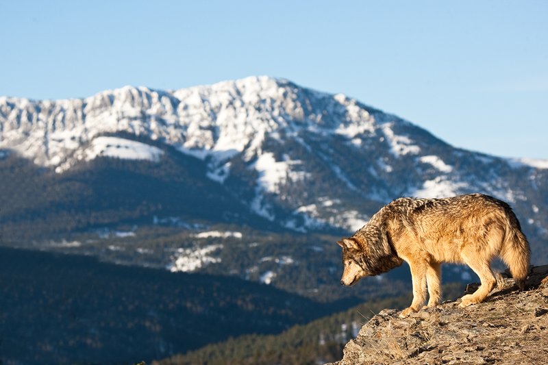 ©TC-Gray Wolf-D01105-00038.jpg :: Male Gray Wolf standing on the edge of a cliff above mountain valley with a snow capped mountain backdrop