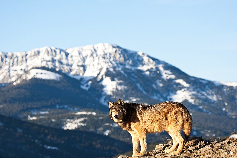 ©TC-Gray Wolf-D01105-00057.jpg :: Male Gray Wolf standing on the edge of a cliff above mountain valley with a snow capped mountain backdrop