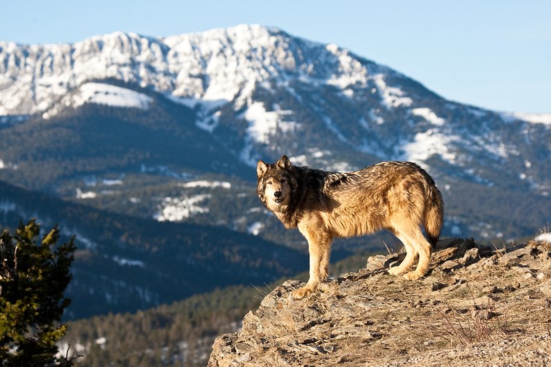 ©TC-Gray Wolf-D01105-00065.jpg :: Male Gray Wolf standing on the edge of a cliff above mountain valley with a snow capped mountain backdrop
