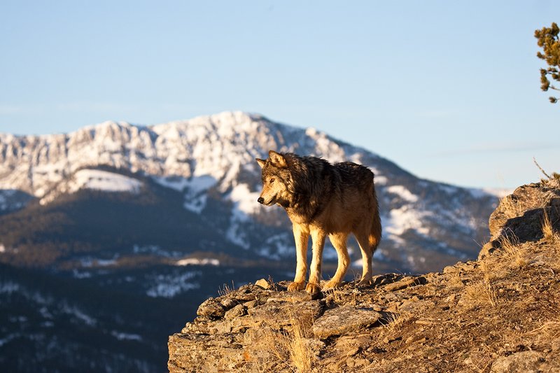 ©TC-Gray Wolf-D01105-00069.jpg :: Male Gray Wolf standing on the edge of a cliff above mountain valley with a snow capped mountain backdrop