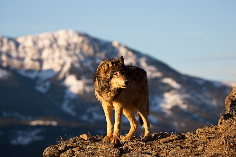 ©TC-Gray Wolf-D01105-00070.jpg :: Male Gray Wolf standing on the edge of a cliff above mountain valley with a snow capped mountain backdrop